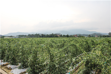 龍門(mén)生產(chǎn)基地