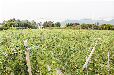 龍門生產基地